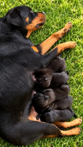 Carne Corso x Rotwailer - Lindo filhotes de Cane Corso com Rotwailer, portes exclusivo!