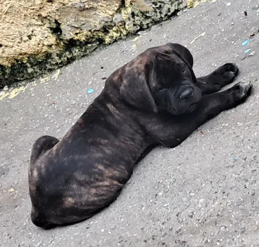 Cane corso filhotes
