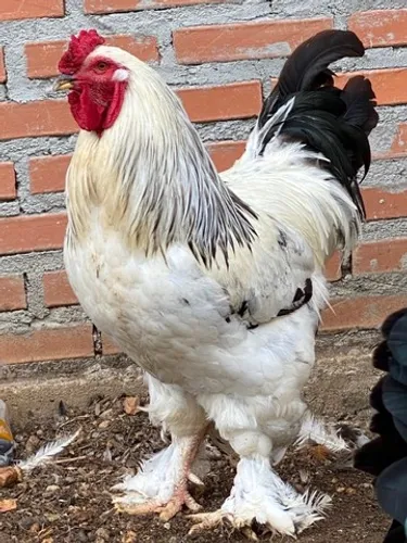 Ovos galados de galinhas Brahmas (ovos galados, brahma, ovos para choca)
