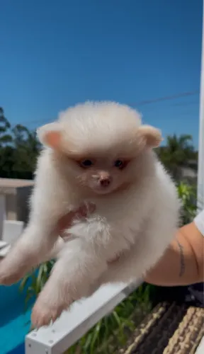  Filhotes machos de spitz alemão/ Lulu da pomerania 