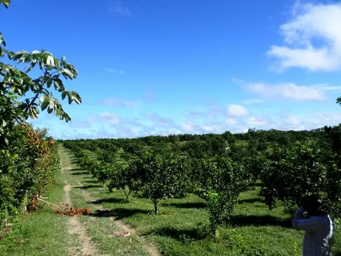 Fazenda 1.500 x 2.000 Laranjas na AM 010 Rio Preto Eva  2.800.000