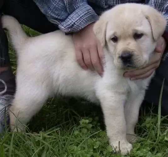 Labrador aguardando você levá-lo 