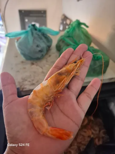 Camarão do Maranhão 