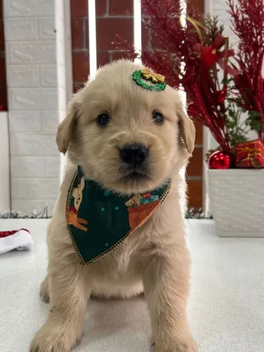 Golden retriever lindo e fofo