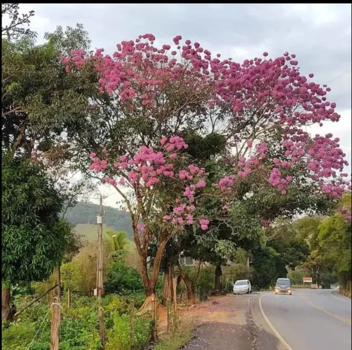 Mudas de Ipê Rosa - roxo , amarelo , branco entre outras de reflorestamento