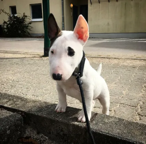 Bull Terrier ingles Padrão CBKC