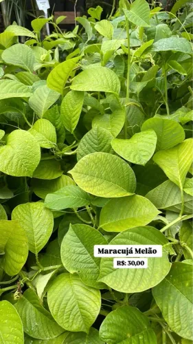 Muda de Maracujá Melão