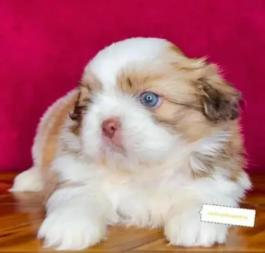Filhote Shih Tzu maravilhosos com Pedigree op
