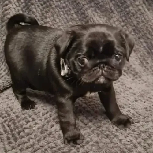 Filhotes de Pug | O melhor amigo que você vai ter!