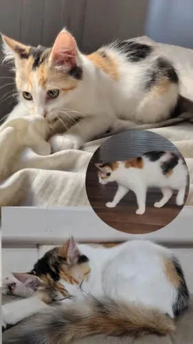 Gatinha castrada 