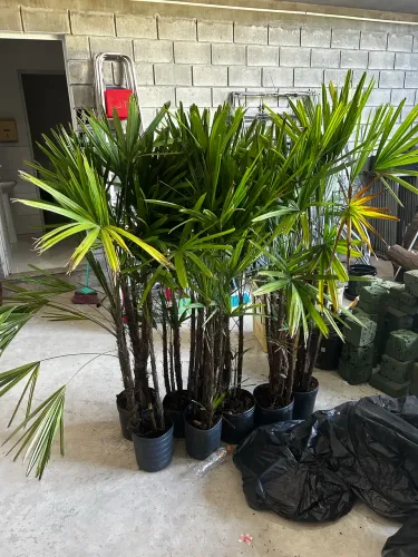 Planta Palmeira rafia 