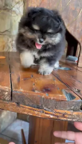 Lulu da Pomerania Black and Tan Machinho