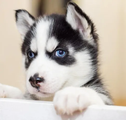 Husky siberiano