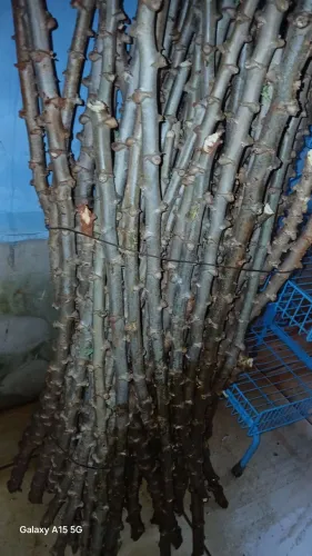 Vendo se semente de mandioca