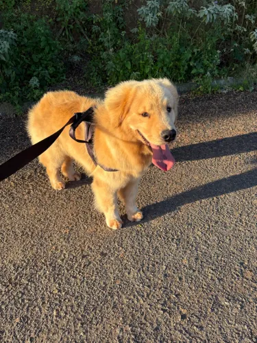 Filhote Golden Retriever (macho)