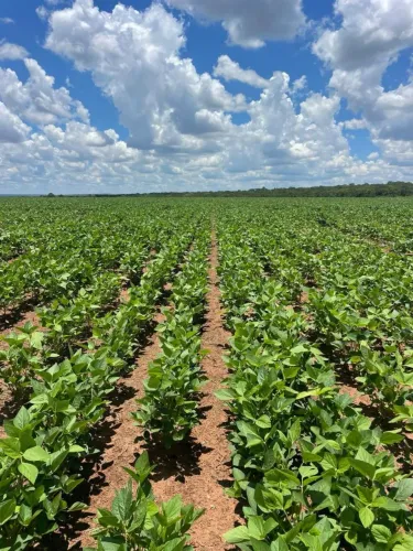 Fazenda de arrendamento 1.300hec em Camapuã MS.