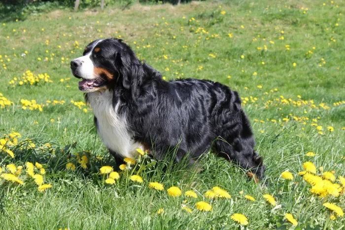 Filhotes de Berneses Mountain Dog oficial