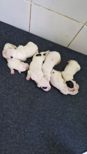 Filhotes de Dogo Argentino