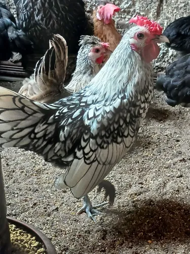 Sebright macho