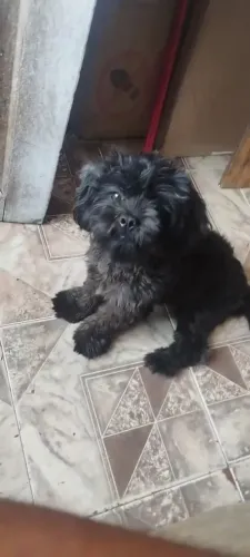 Filhote de cachorro