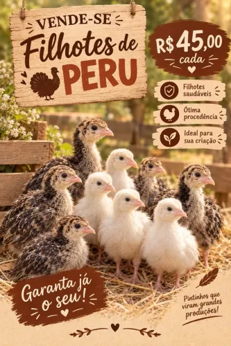 Pintinhos de perua