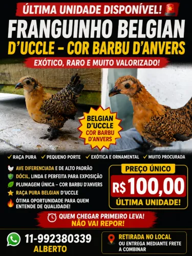 Belgian D'Uccle Raça Pura R$ 100