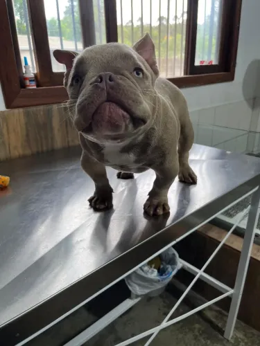 Bbs novinhos de American bully disponíveis