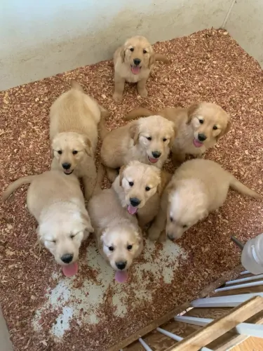 DOA-SE FILHOTE DE GOLDEN- FÊMEA E MACHO, só tem 3