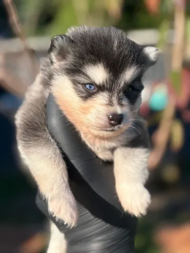 Pomsky