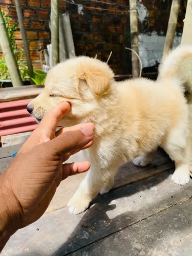 Golden Retrieve