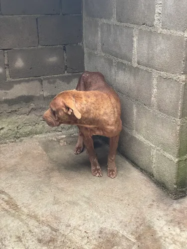 Pit bul fêmea