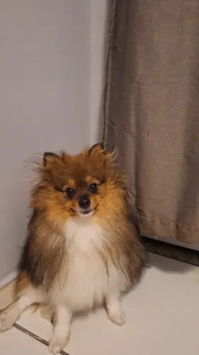 Spitz alemão (lulu da pomerânia) macho disponível para cobertura. 