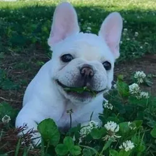 Bulldog Francês,Bulldog Francês Filhote Estrutura Perfeita Disponível