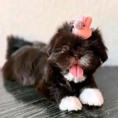 Filhotes de Shih Tzu | Leves e brincalhões!