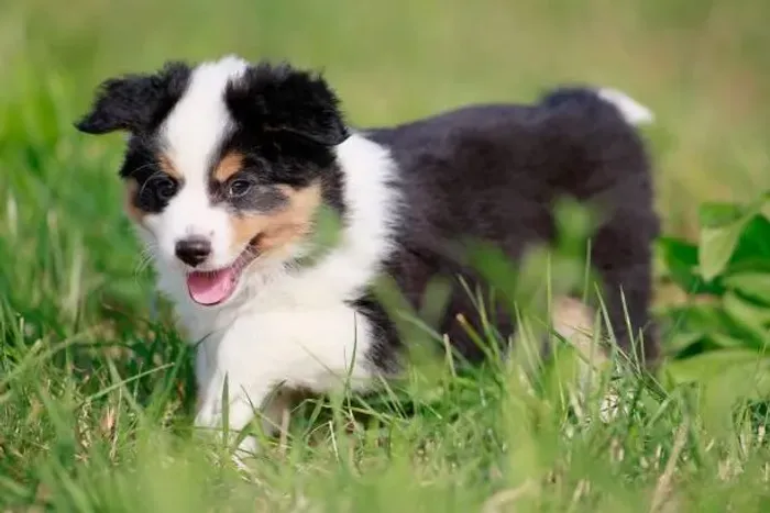 Lindos Filhotes de Border Collie ?