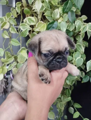 Filhotes de pug macho a pronta entrega! 