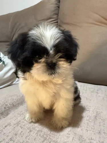 Shitzu fêmeas com pedigree