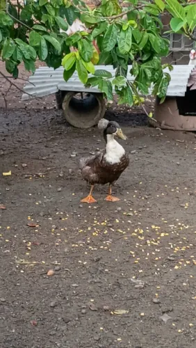 Marreco de pompom