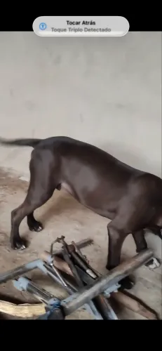 Pitbull 