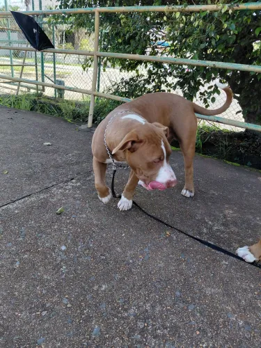 Filhote 7 meses Pit Bull
