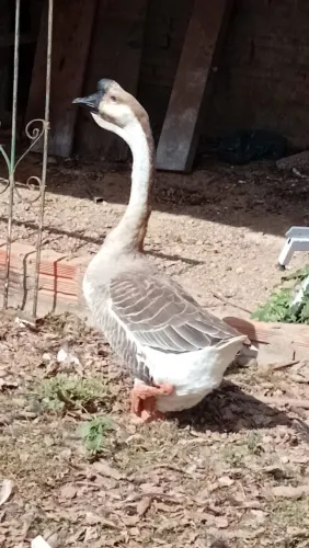 Ganso Africano