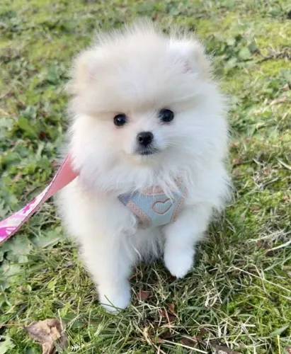 Spitz alemão O filhotinho que você sempre imaginou