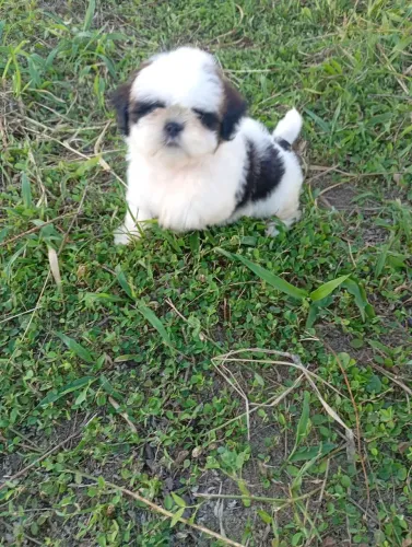 Shih tzu macho com diliis meses