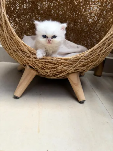 Vendo gato persa