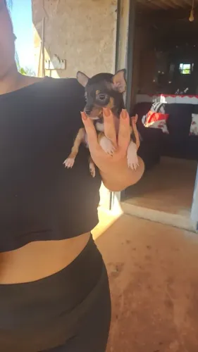 Pincher 0 macho