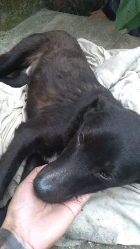 Estou doando dois cachorros machos estão com 1 ano
