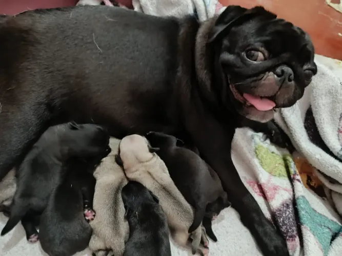 VENDO FILHOTES DE PUG FÊMEA