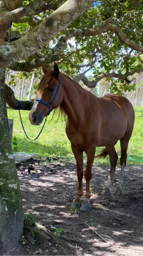 Cavalo genuíno de picado 