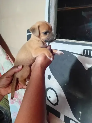 Vendo pra sair rápido filhotes de basser