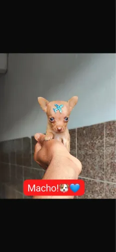 Pinsher vermifugado femea com 58 dias 